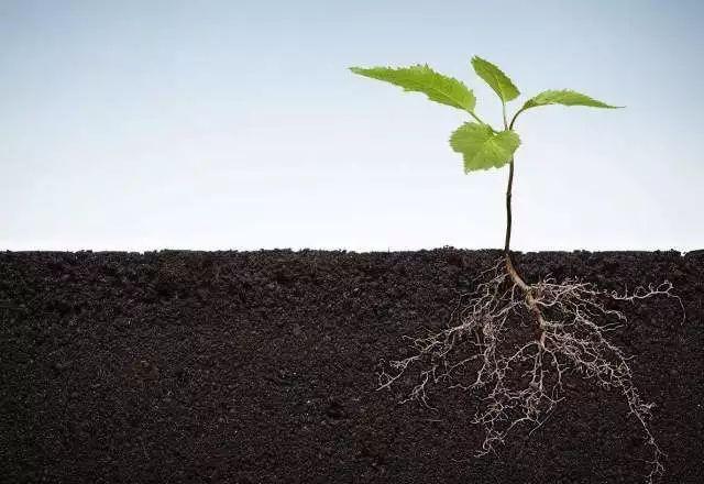 植物根系分析儀對(duì)農(nóng)業(yè)生產(chǎn)有幫助嗎？