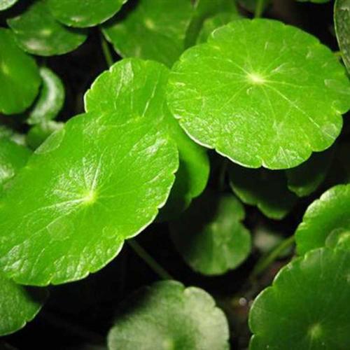如何正確使用植物冠層分析儀？