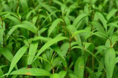 植物冠層測(cè)定儀在水稻種植當(dāng)中有什么作用？