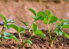 植物葉面積儀對(duì)于農(nóng)業(yè)發(fā)展有何幫助！