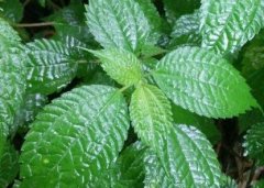 植物葉面積儀“精細(xì)化農(nóng)業(yè)”中的作用！
