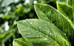 植物營養(yǎng)測定儀的使用有哪些好處？